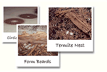 Termite Photos