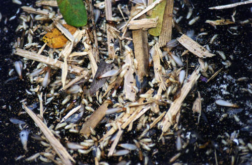 drywood termites